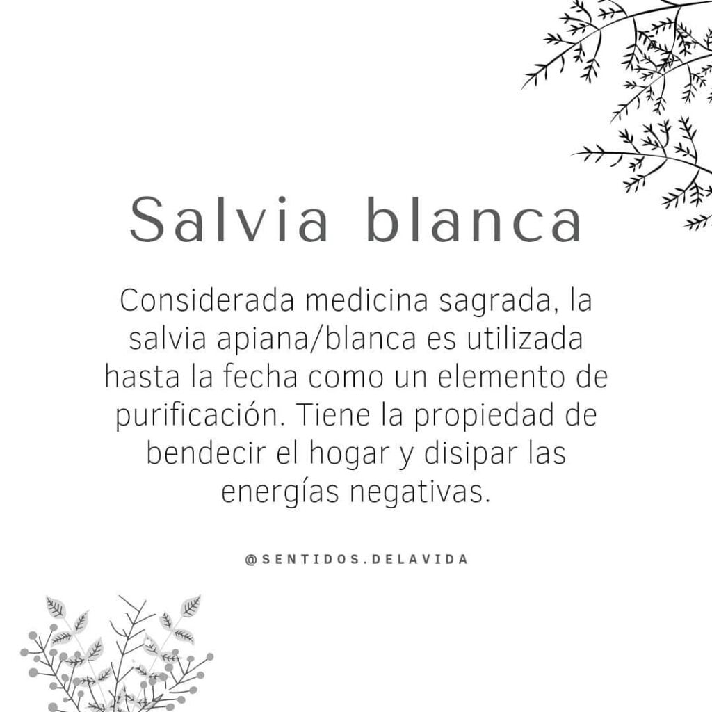 White Sage with Eucalyptus/Salvia Blanca con eucalipto 4inches