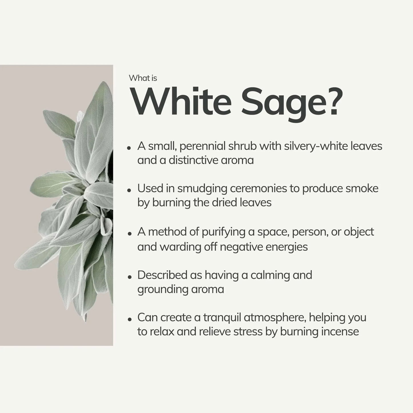 White Sage with Eucalyptus/Salvia Blanca con eucalipto 4inches